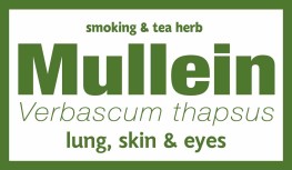 Mullein - Smoking & Tea Herb